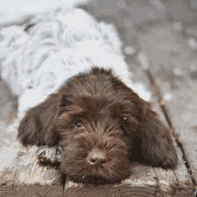 a brown and white puppy is laying on top of a wooden log .