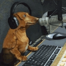 a dachshund wearing headphones is sitting at a desk next to a keyboard .