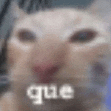 a close up of a cat 's face with a blurred background and the word que written on it .