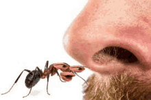 a close up of a person 's nose with an ant coming out of it .