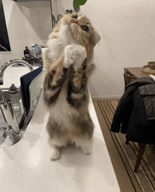 a cat is standing on its hind legs in front of a kitchen sink