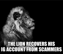 a black and white photo of a lion with the caption the lion recovers his ig account from scammers .