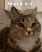 a close up of a cat with the words wordle in 4 below it