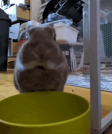 a rabbit is standing next to a green bowl with a sticker on it that says ' a ' on it