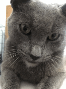 a close up of a gray cat 's face with a white nose