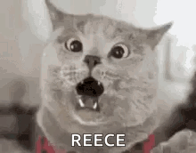 a cat is making a funny face with its mouth open and the word reece written next to it .