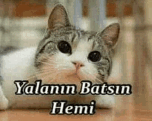 a cat is sitting on a wooden table with a caption that says `` yalan batsin hemi '' .