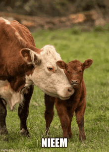 a brown and white cow standing next to a brown calf in a grassy field with the word nieem above them