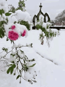 a bush with pink flowers covered in snow in front of a church .