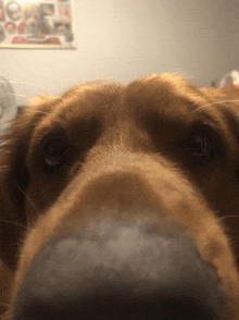 a close up of a dog 's nose with a picture of a dog on the wall behind it