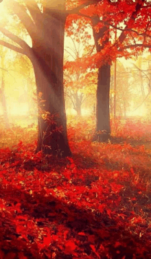 the sun is shining through the trees in a forest filled with red leaves .