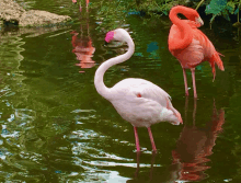 two pink flamingos are standing in a pond