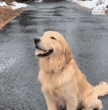 a dog is sitting on the side of a road with a sign that says rescue collective in the background