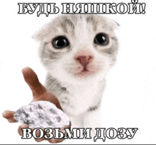 a kitten is holding a rock in its hand with a caption in russian