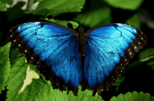 a blue and black butterfly is sitting on a leaf