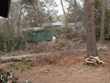 a man in a yellow shirt is standing in a forest