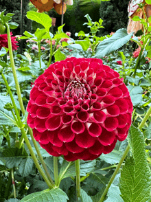 a close up of a red flower in a garden with green leaves