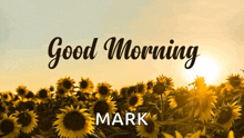 a field of sunflowers says good morning mark