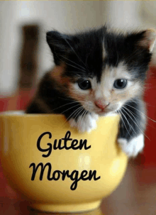 a black and white kitten sitting in a yellow cup that says guten morgen