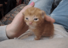 a person is petting a small orange kitten .