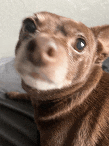 a close up of a brown dog 's nose looking at the camera