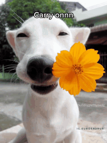 a white dog is holding a yellow flower in its mouth with the caption carry onnn