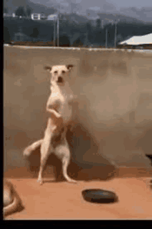 a dog is standing on its hind legs in front of a wall and a plate .