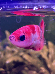 a pink fish with a blue eye is swimming in the water