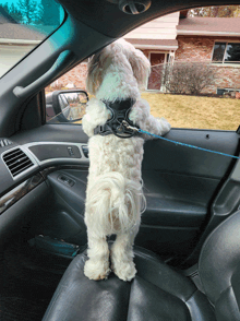 a small white dog wearing a harness and leash stands in the back seat of a car