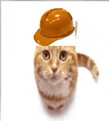 a cat wearing a hard hat on its head