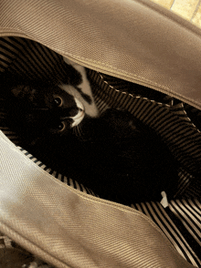 a black and white cat is laying in a striped bag