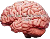 a picture of a brain with the words hey do u know what i am written on it