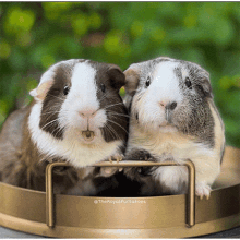 two guinea pigs are sitting next to each other on a gold tray with the royal furtotoes written on the bottom right