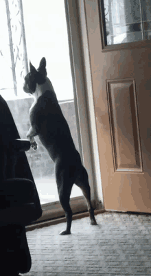 a dog standing on its hind legs looking out a door