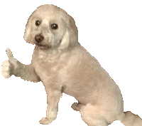 a small dog is giving a thumbs up sign