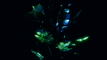 a plant with green and blue leaves is lit up in the dark