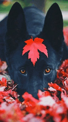 a black dog with a red leaf on its head is laying in a pile of red leaves .