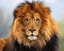 a close up of a lion 's face with a very long mane