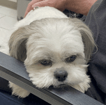 a small white dog is laying on a person 's lap and looking at the camera