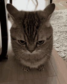 a cat with a serious look on its face looks at the camera