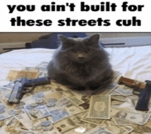 a cat is sitting on top of a pile of money