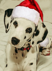 a dalmatian puppy wearing a santa hat laying on a bed