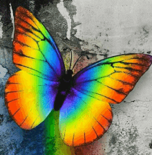 a colorful butterfly is sitting on a wall