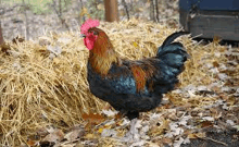 a rooster with a red crest is standing in front of a pile of hay .