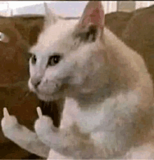 a white cat is sitting on a couch making a middle finger sign .