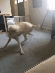 a dog is running in a living room with a sign that says may