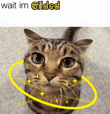 a picture of a cat with the words wait im gilded