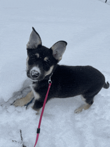 a black and white dog with a pink leash is laying in the snow