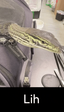a lizard is sitting on top of a backpack and the word lih is below it
