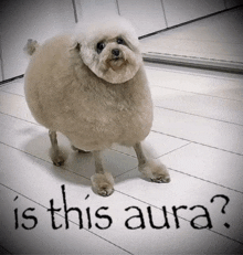 a dog is standing on a tiled floor with the words is this aura written on the floor